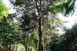 구주소나무 - Pinus sylvestris L.