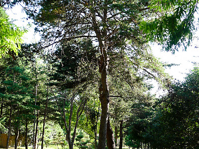구주소나무 사진 - Pinus sylvestris L. Photos
