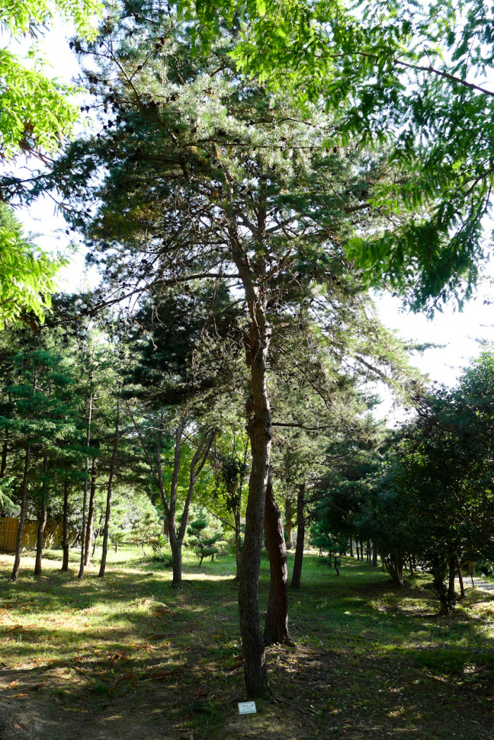 구주소나무 - Pinus sylvestris L.