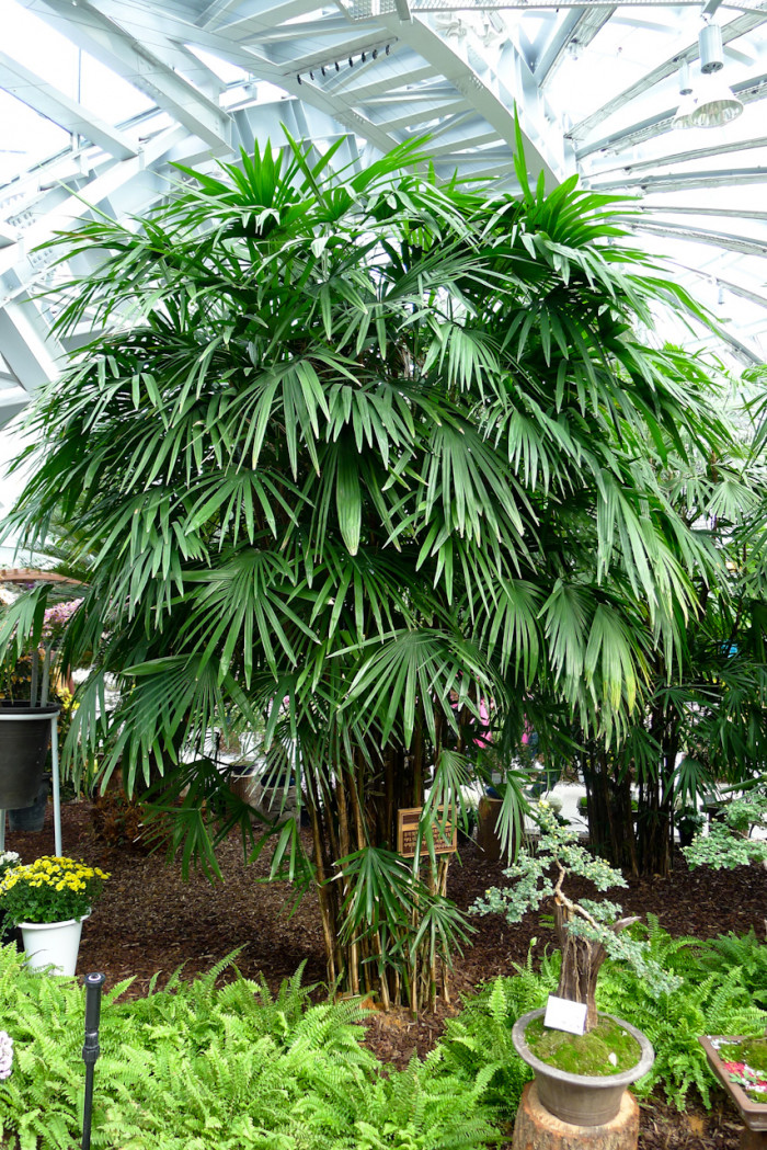 관음죽 - Broadleaf lady palm, Ground Rattan, Bamboo Palm, Lady Palm, Miniature Fan Palm, Fern Rhapis, Rhapis excelsa