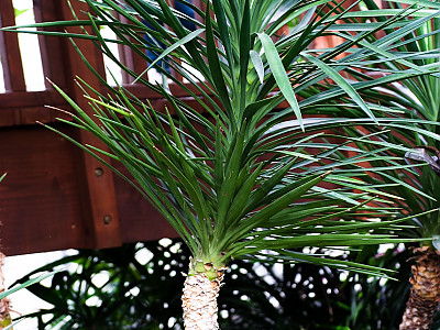 천수란 사진 - Yucca aloifolia L. Photos