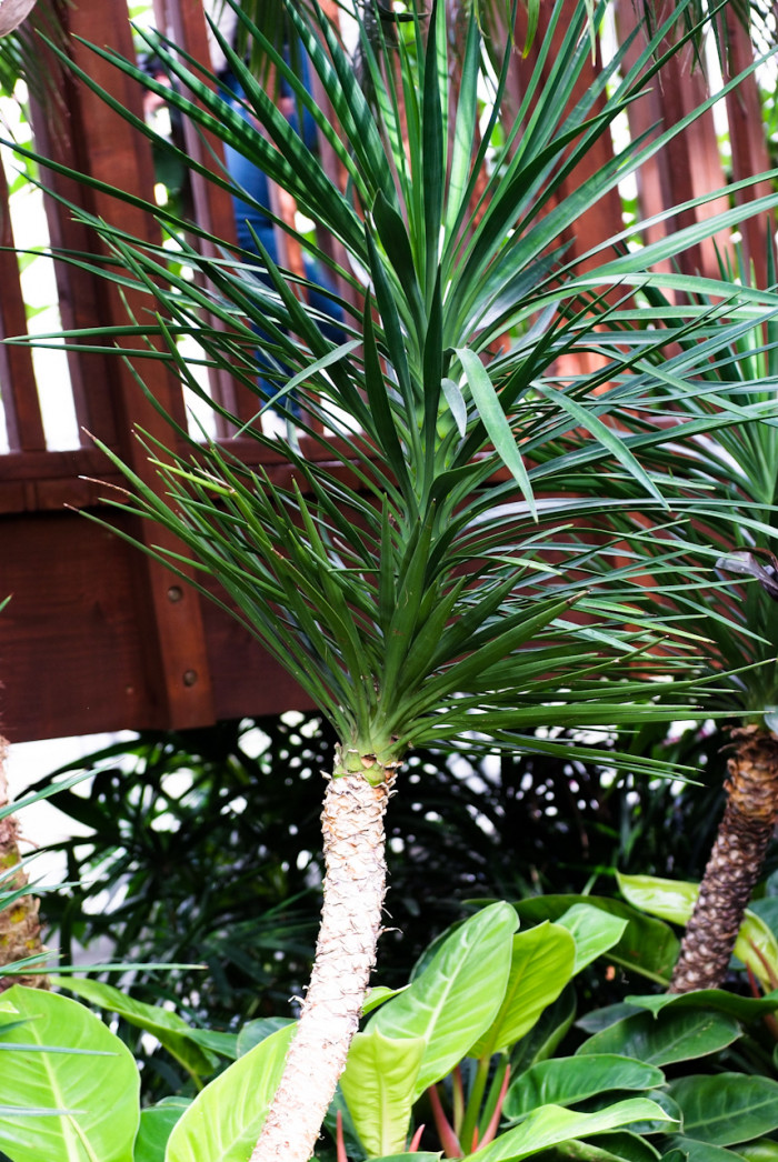 천수란 - Yucca aloifolia L.