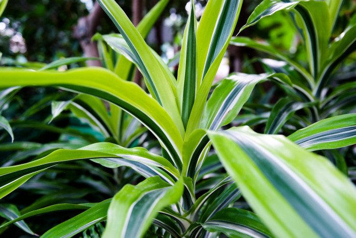 드라세나 레몬라임 - Dracaena deremensis 