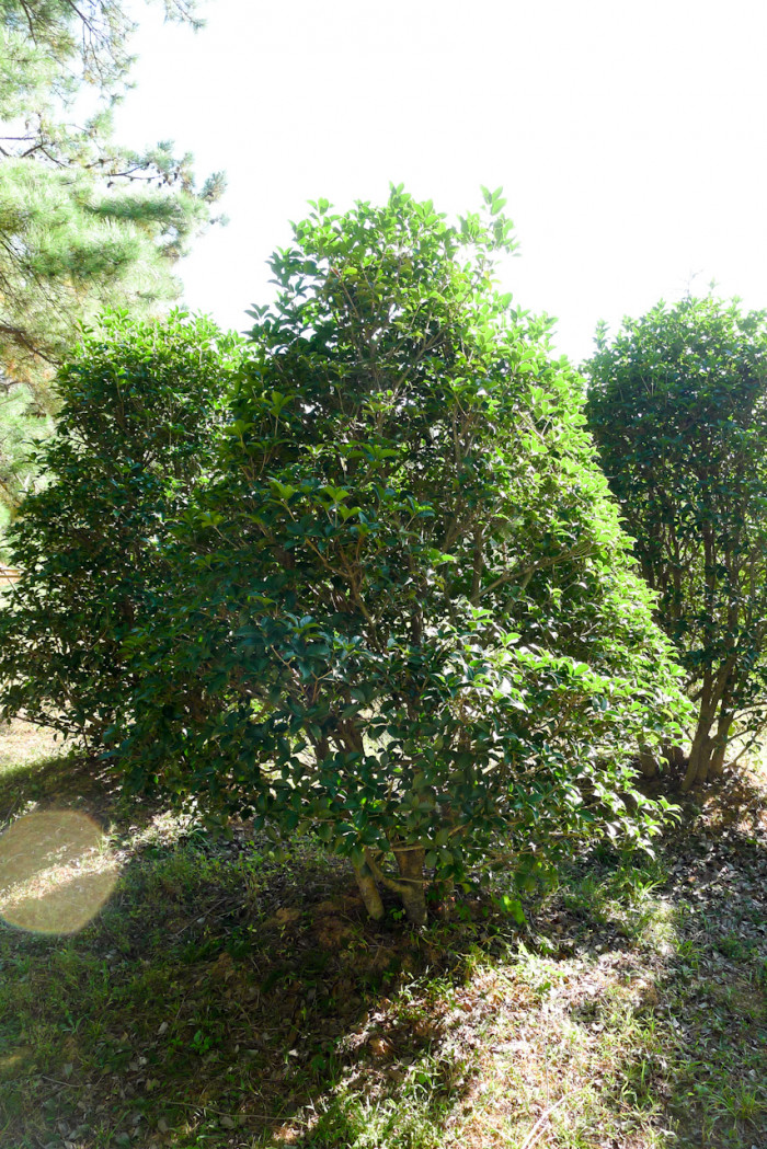 은목서 - ㅑ, Osmanthus asiaticus Lour. var. fragrans