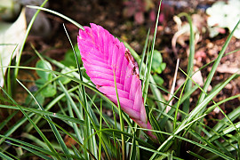 틸란디시아 - Tillandsia bergeri