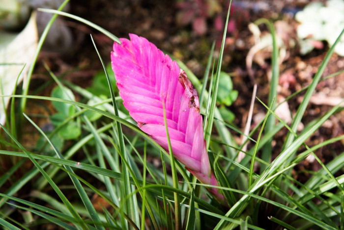 틸란디시아 - Tillandsia bergeri