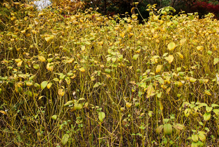 노랑말채 - Cornus alba cv. aurea
