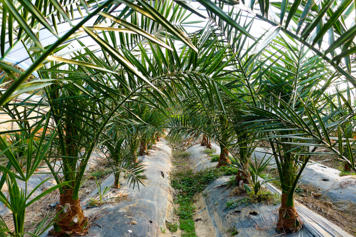 카나리아야자 - Canary Island date palm, Pineapple palm, Phoenix canariensis