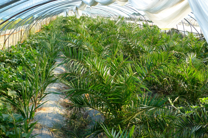 카나리아야자 - Canary Island date palm, Pineapple palm, Phoenix canariensis