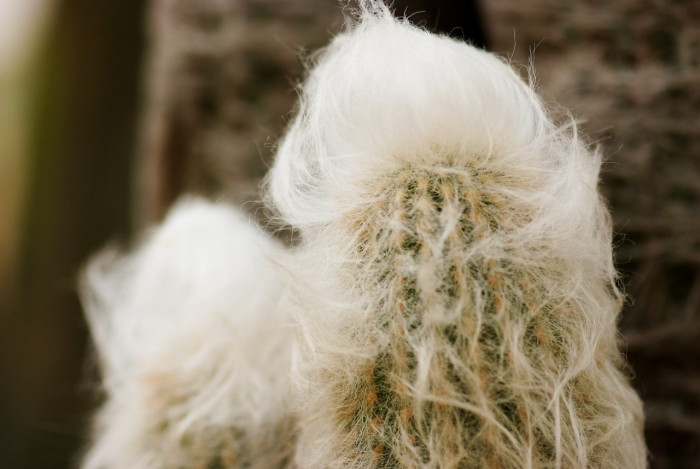 용환 - Cactus senilis, Cereus senilis, Pilocereus senilis, Cephalophorus senilis, Cactus bradypus, Echinoca, Cephalocereus senilis Pffeif.