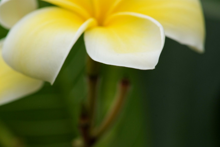 러브하와이 - Flumeria, Plumeria Alba
