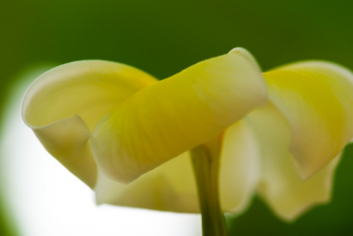 러브하와이 - Flumeria, Plumeria Alba