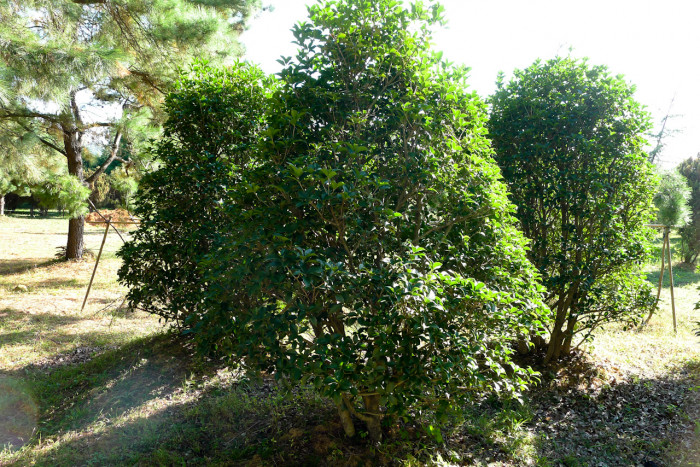 은목서 - ㅑ, Osmanthus asiaticus Lour. var. fragrans