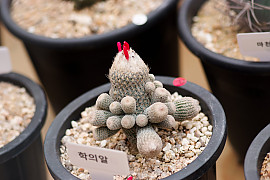 학의알 - Epithelantha micromeris var. longicaulis