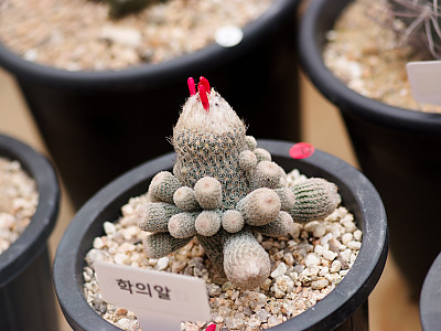 학의알 사진 - Epithelantha micromeris var. longicaulis Photos