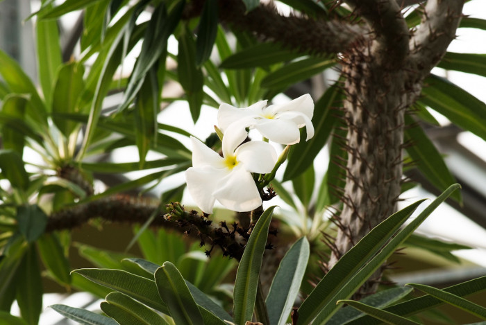 라메리 - Branched Madagascar palm, Pachypodium rutenbergianum var. lamerei 