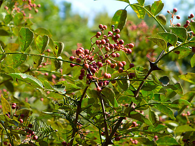 왕초피나무 사진 - Zanthoxylum coreanum Nakai Photos