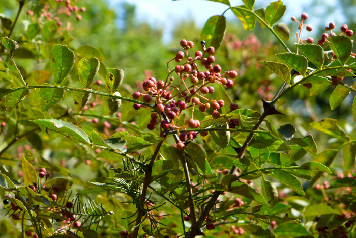 왕초피나무 - Zanthoxylum coreanum Nakai