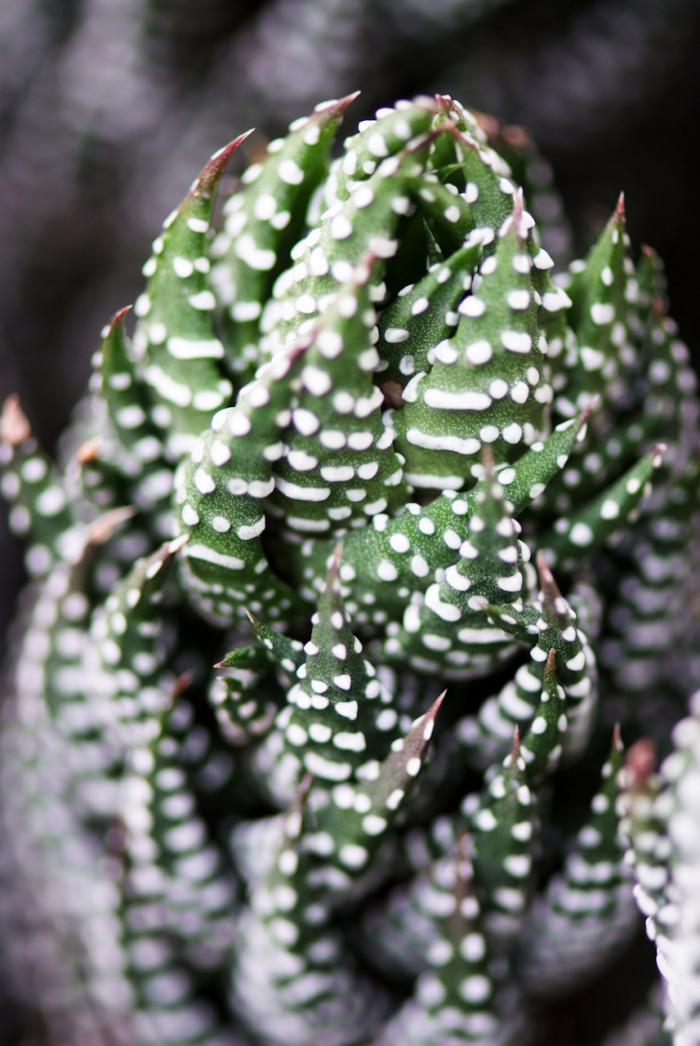 십이지권 - Haworthia fasciata (Willd) Haw.
