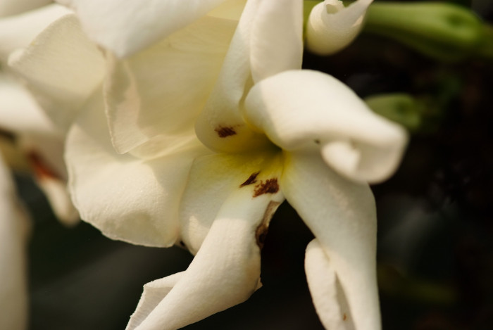 라메리 - Branched Madagascar palm, Pachypodium rutenbergianum var. lamerei 