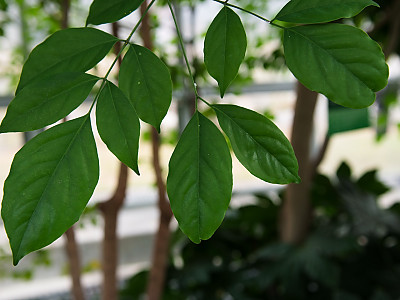해피트리 사진 - Heteropanax fragrans Photos