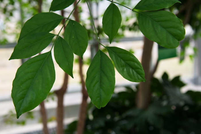 해피트리 - Root or bark of Fragrant heteropanax, Heteropanax fragrans