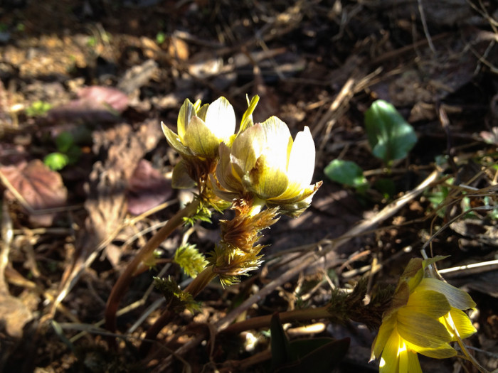 복수초 - Adonis amurensis