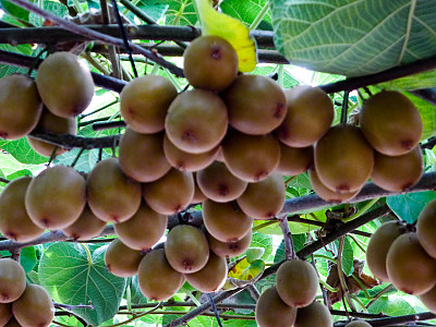 양다래 사진 - Actinidia deliciosa (A. Chev.) C. F. Liang & A. R. Ferguson Photos