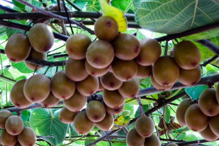 양다래 - Actinidia deliciosa (A. Chev.) C. F. Liang & A. R. Ferguson