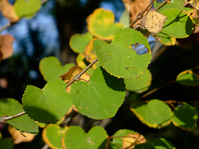 계수나무 사진 - Cercidiphyllum japonicum Photos