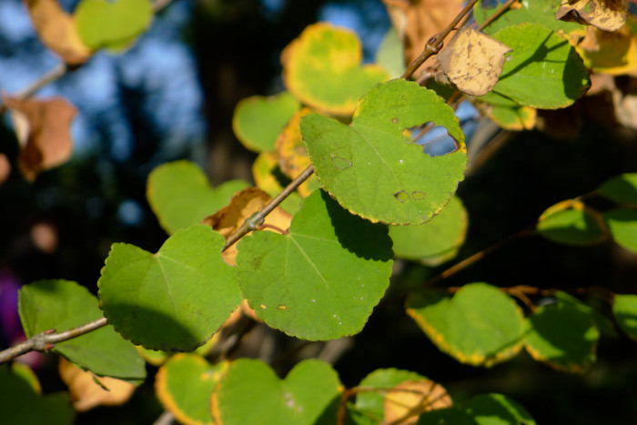 계수나무 - Cercidiphyllum japonicum
