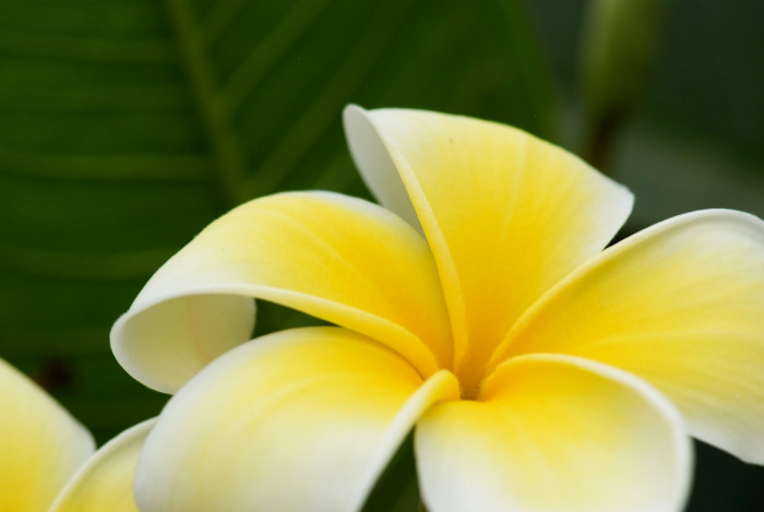 러브하와이 - Flumeria, Plumeria Alba