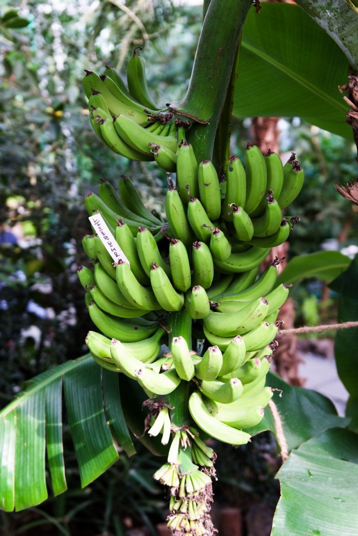 바나나나무 - Banana, Musa paradisiaca L.