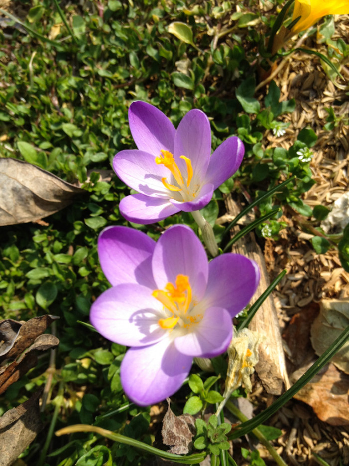 크로커스 - Crocus, Crocus spp.