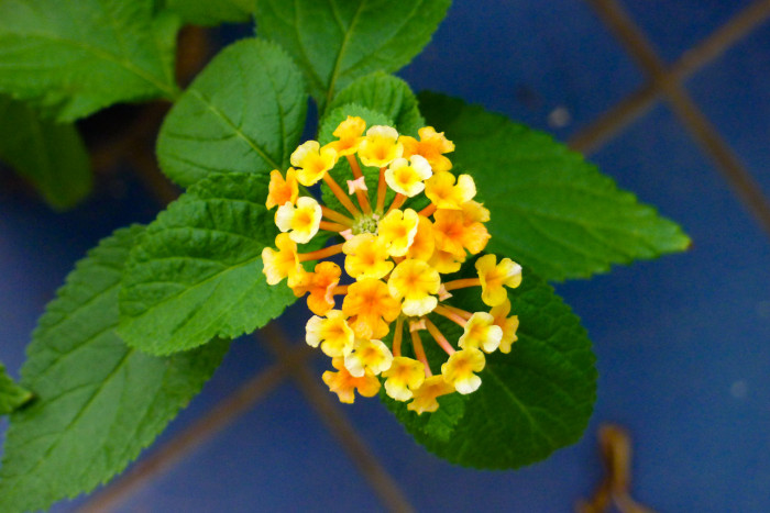 란타나 - Spanish Flag, West Indian Lantana, Lantana camara