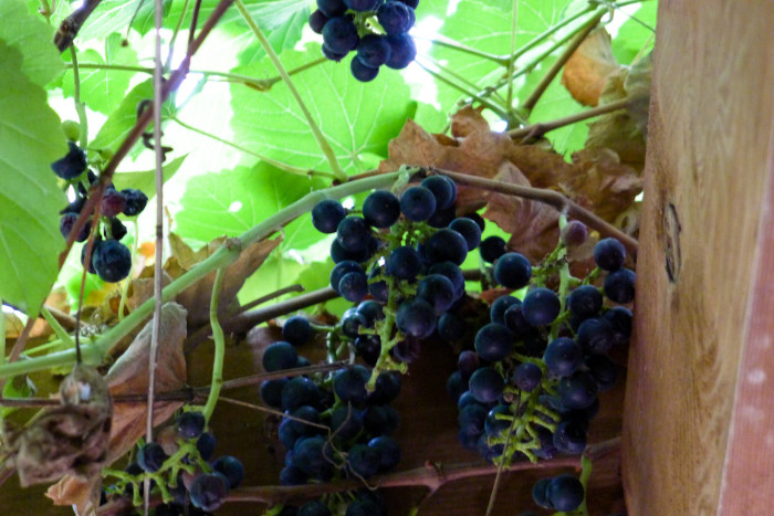 머루 - Vitis coignetiae Pulliat ex Planch.