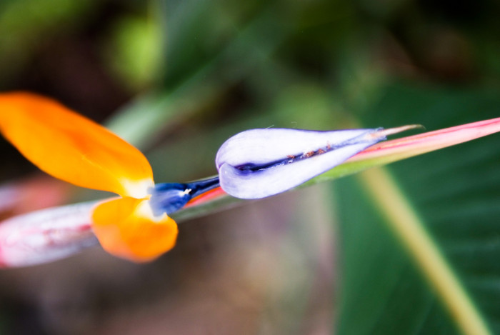 극락조화 - Bird of paradise, Strelitzia reginae