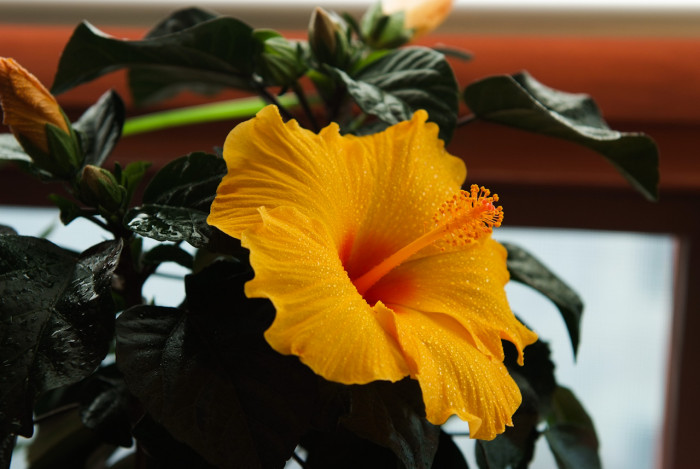하와이무궁화 - hawaiian hibiscus, Hibiscus rosa-sinesis L.