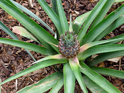 파인애플 사진 - Ananas comosus Photos