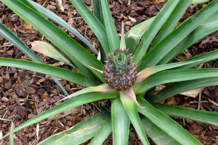 파인애플 - Pineapple, Ananas comosus