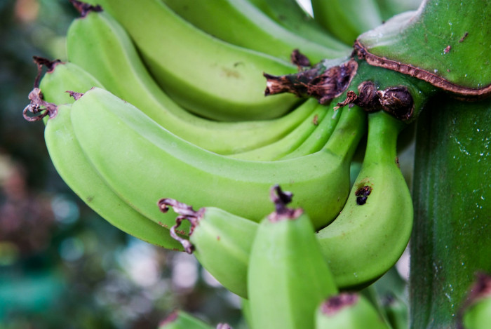 바나나나무 - Banana, Musa paradisiaca L.