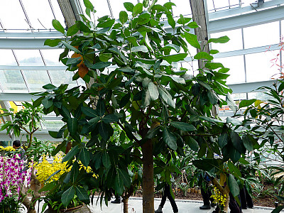 잭후르츠 사진 - Artocarpus heterophyllus Lam. Photos