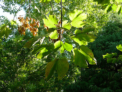 벽오동 사진 - Firmiana simplex (L.) W.F.Wight Photos
