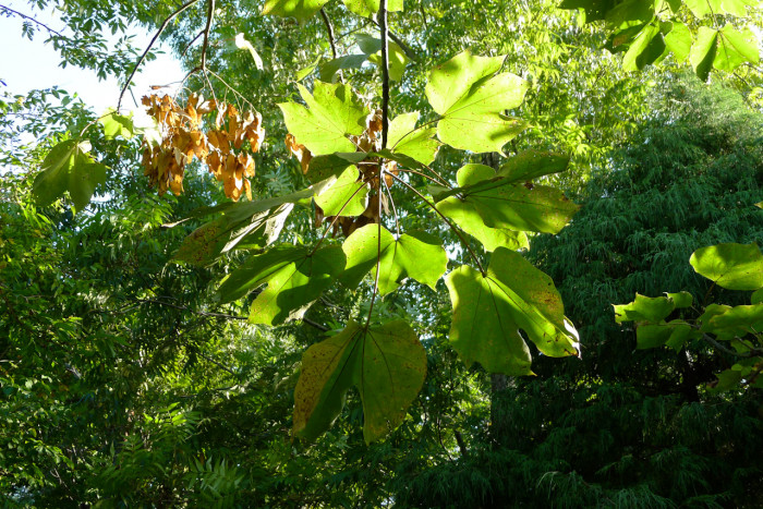 벽오동 - green pauwlonia, Firmiana simplex (L.) W.F.Wight