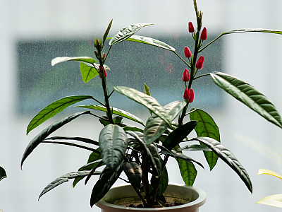 파보니아 멀티플로라 사진 - Pavonia intermedia Photos
