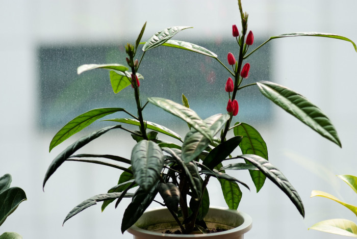 파보니아 멀티플로라 - Pavonia multiflora, Brazilian candles, Pavonia intermedia
