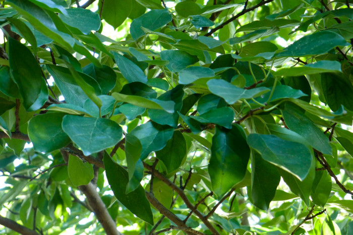 꾸지뽕나무 - Cudrania  tricuspidata, Cudrania tricuspidata (Carr.) Bureau ex Lavallee