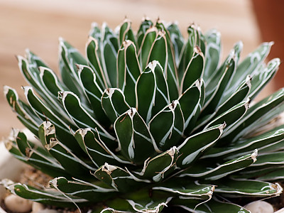 세설금 사진 - Agave victoria reginae T.Moore Photos