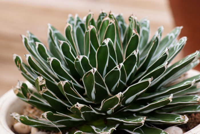 세설금 - Agave victoria reginae T.Moore
