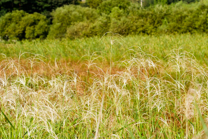 억새 - peder, Miscanthus sinensis var. purpurascens (Andersson) Rendle